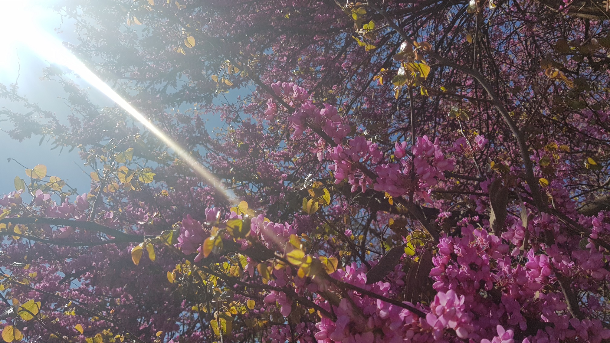 El "árbol del amor" ya está en periodo de floración