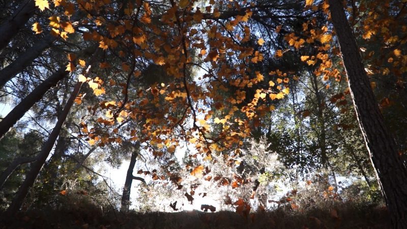 Damos la bienvenida al otoño en el Noroeste
