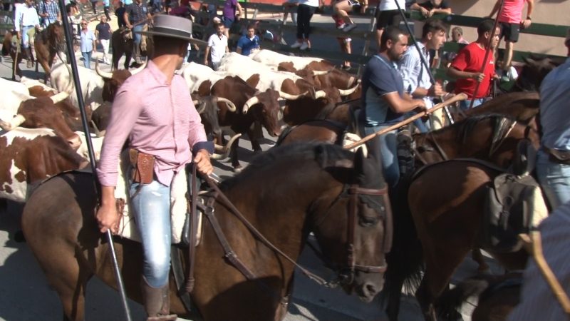 El encierro por vereda de Calasparra se desarrolla sin incidencias