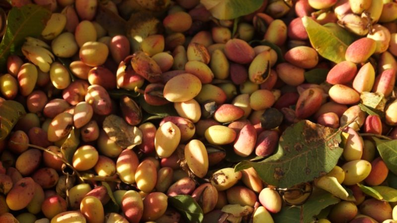 La alternativa del pistacho para el Noroeste ya da sus frutos como nuevo cultivo rentable