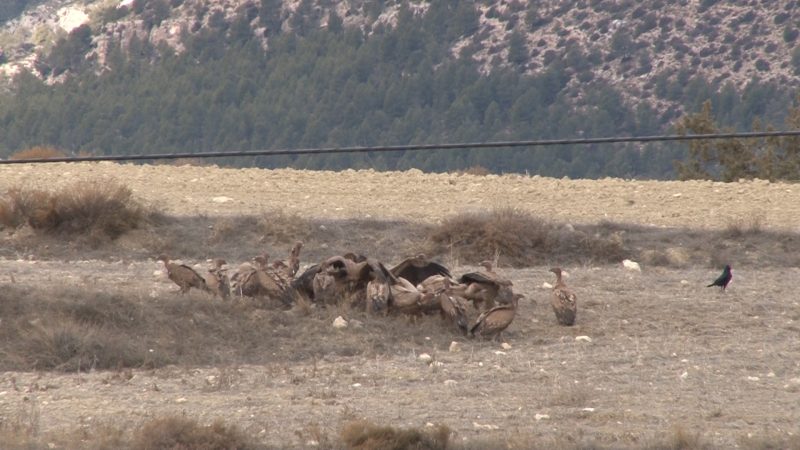 Las aves necrófagas pertenecientes a las áreas buitreras del Noroeste están de enhorabuena