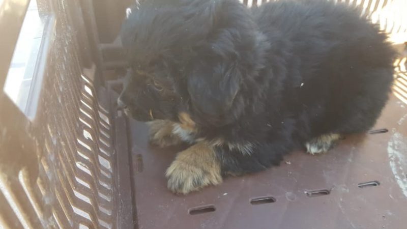 El abandono animal a las puertas de casa y negocios se dispara en el Noroeste