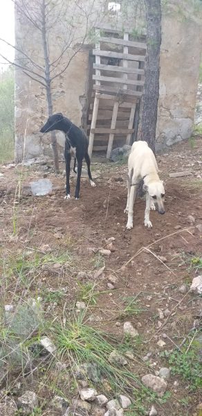 Se paraliza el abandono animal en todo el Noroeste menos en Calasparra