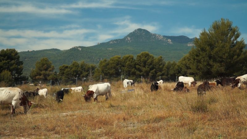 La Covid-19 pone en peligro al sector taurino también en el Noroeste de la Región
