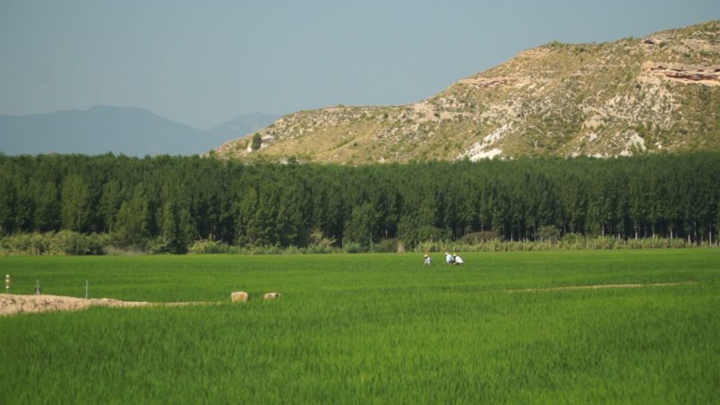 Los arrozales de Calasparra se convierten en un reclamo turístico