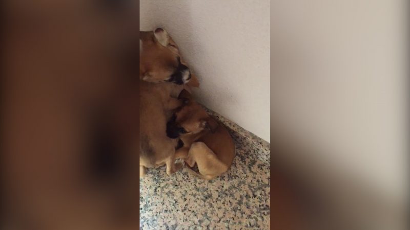 Repunta el abandono animal en las poblaciones rurales de Caravaca