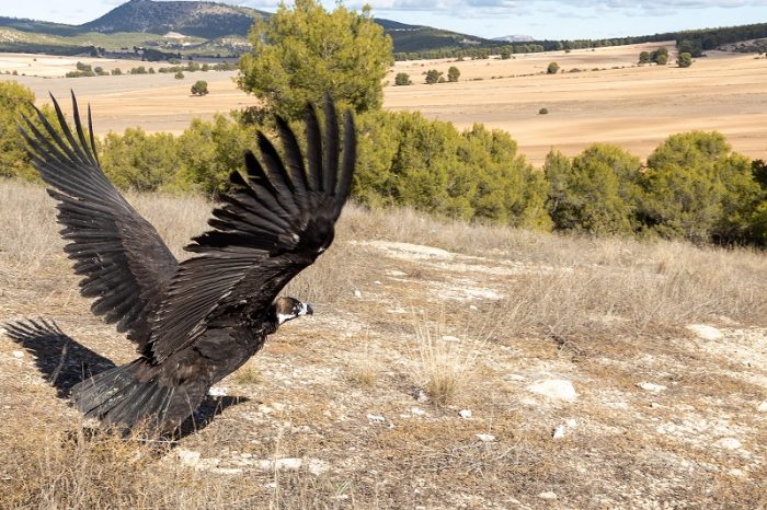 Liberan un ejemplar de buitre negro en la Sierra de Mojantes