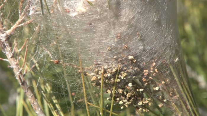 La sequía y el calor adelantan la llegada de orugas procesionarias