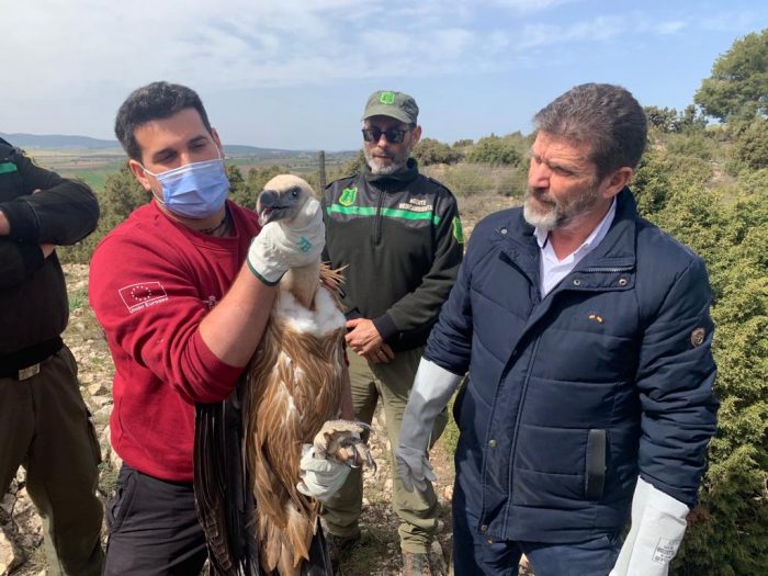 Liberado un buitre leonado en la Sierra de Mojantes de Caravaca de la Cruz