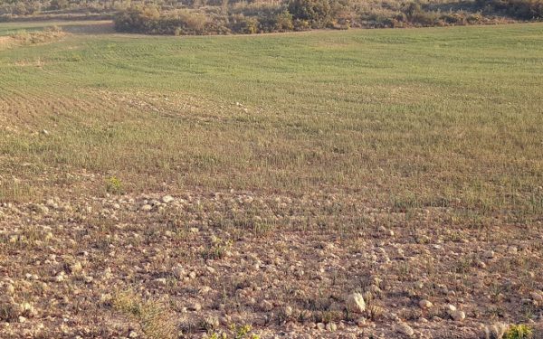 COAG eleva a 5 hectáreas de cereal las dañadas por la sequía