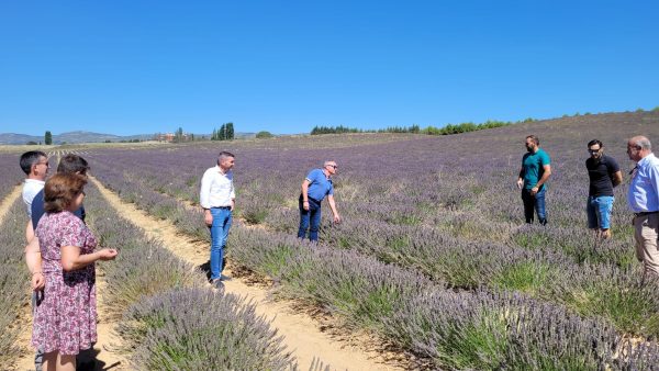 La investigación sobre las plantas aromáticas contribuye a fijar población en zonas rurales