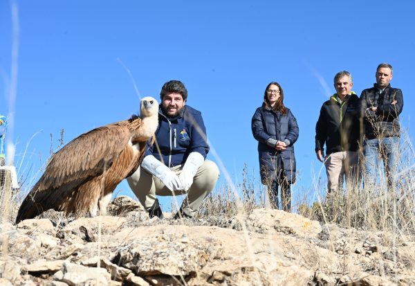El presidente del Gobierno regional libera dos ejemplares de buitre leonado en la sierra de Mojantes de Caravaca de la Cruz